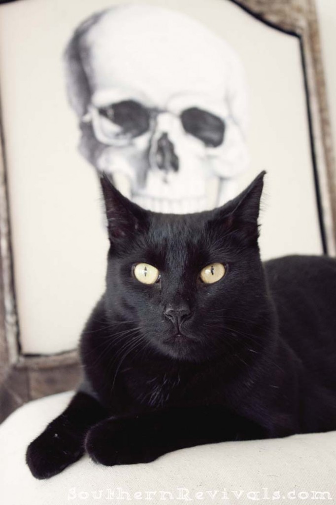 black-cat-skull-chair