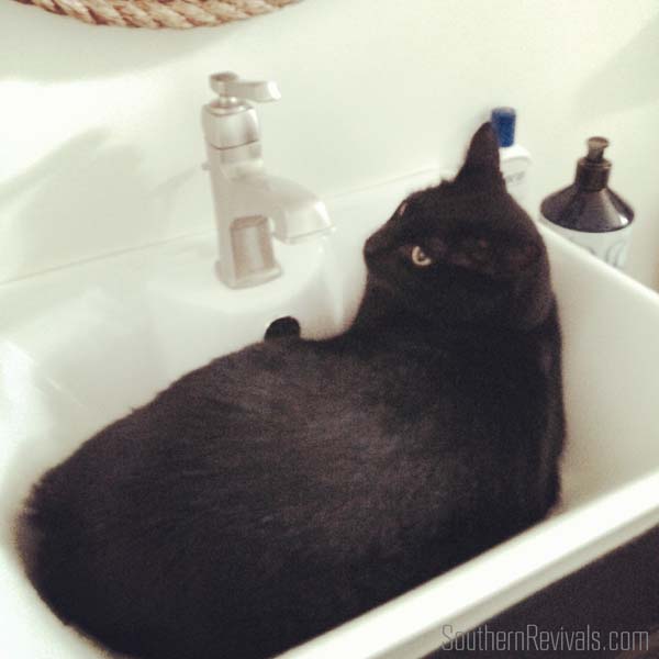 How to Hide the Litter Box #FreshStepCats #ad
