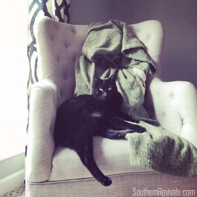 How to Hide the Litter Box #FreshStepCats #ad