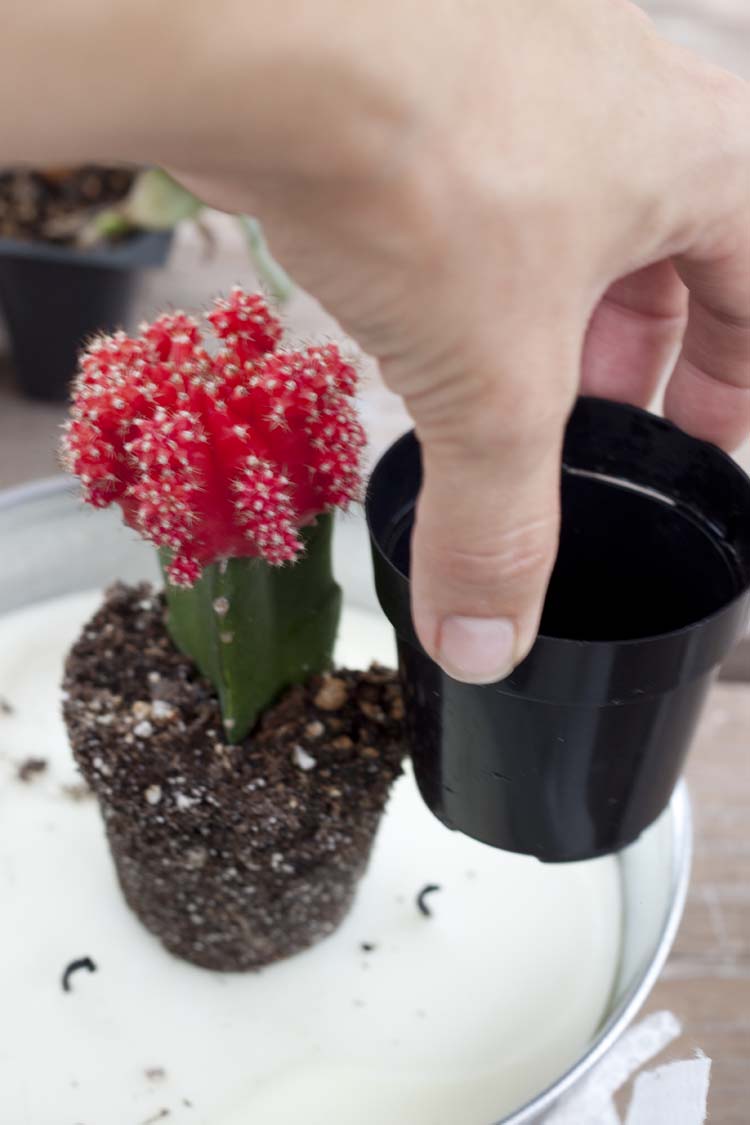 DIY Concrete Planters