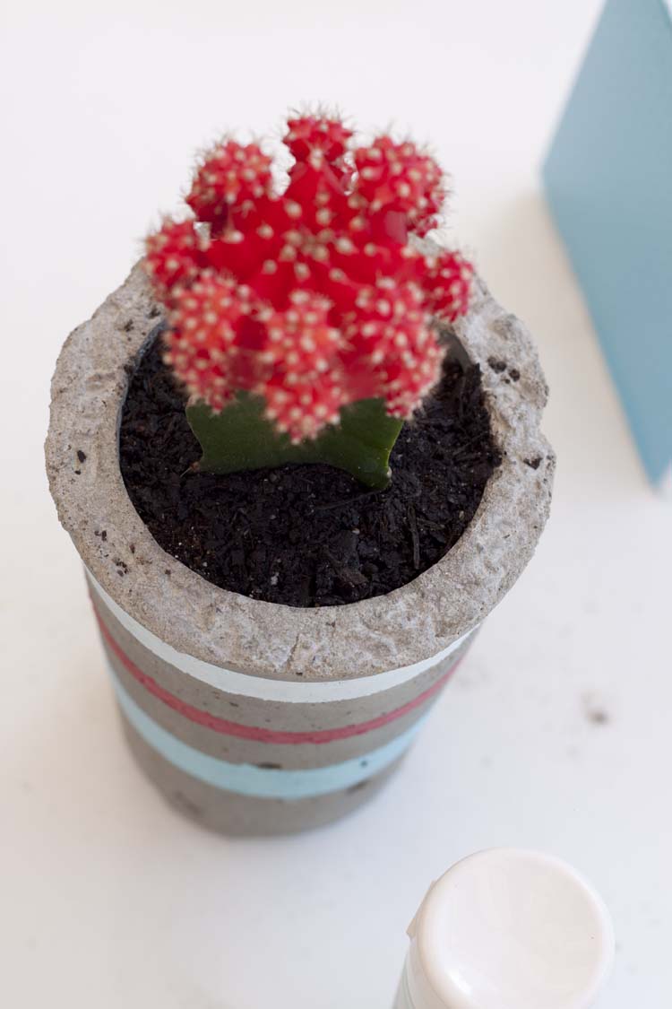 DIY Concrete Planters