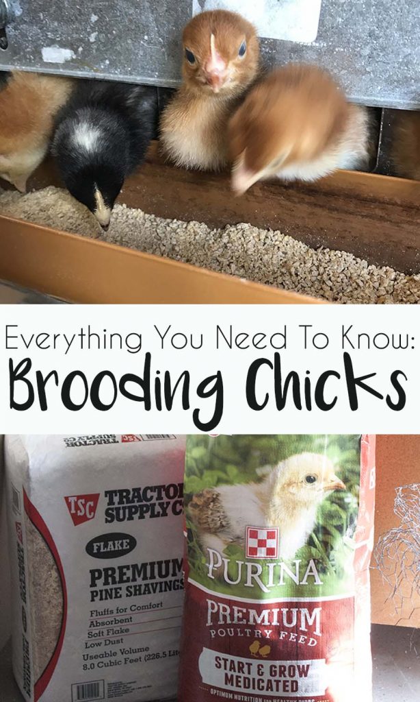 How to Brood Chicks