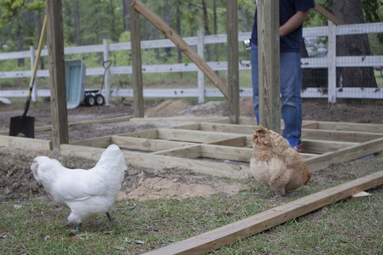 DIY Chicken Coop Framing