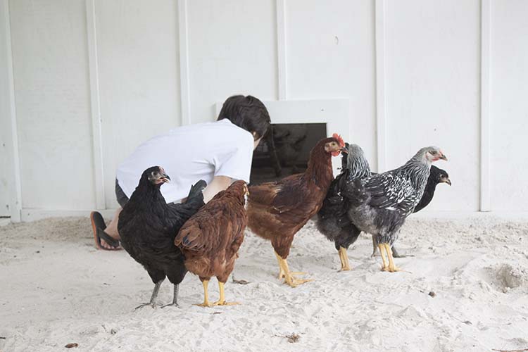 pullets inside coop