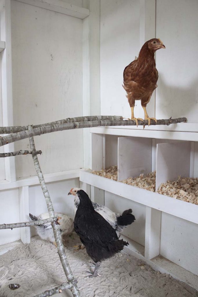 Fancy Farmhouse DIY Chicken Coop Reveal Southern Revivals