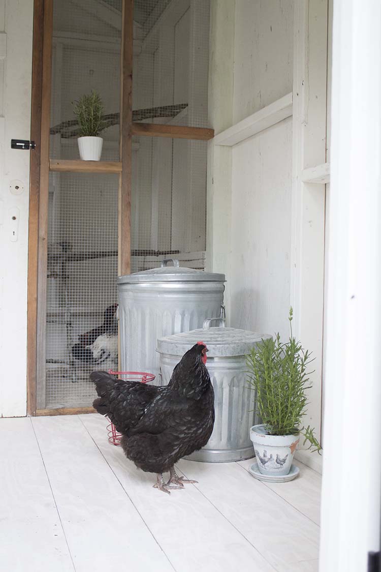 mature hen in coop