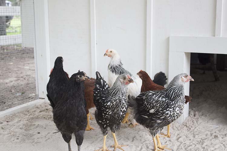 pullets in coop run