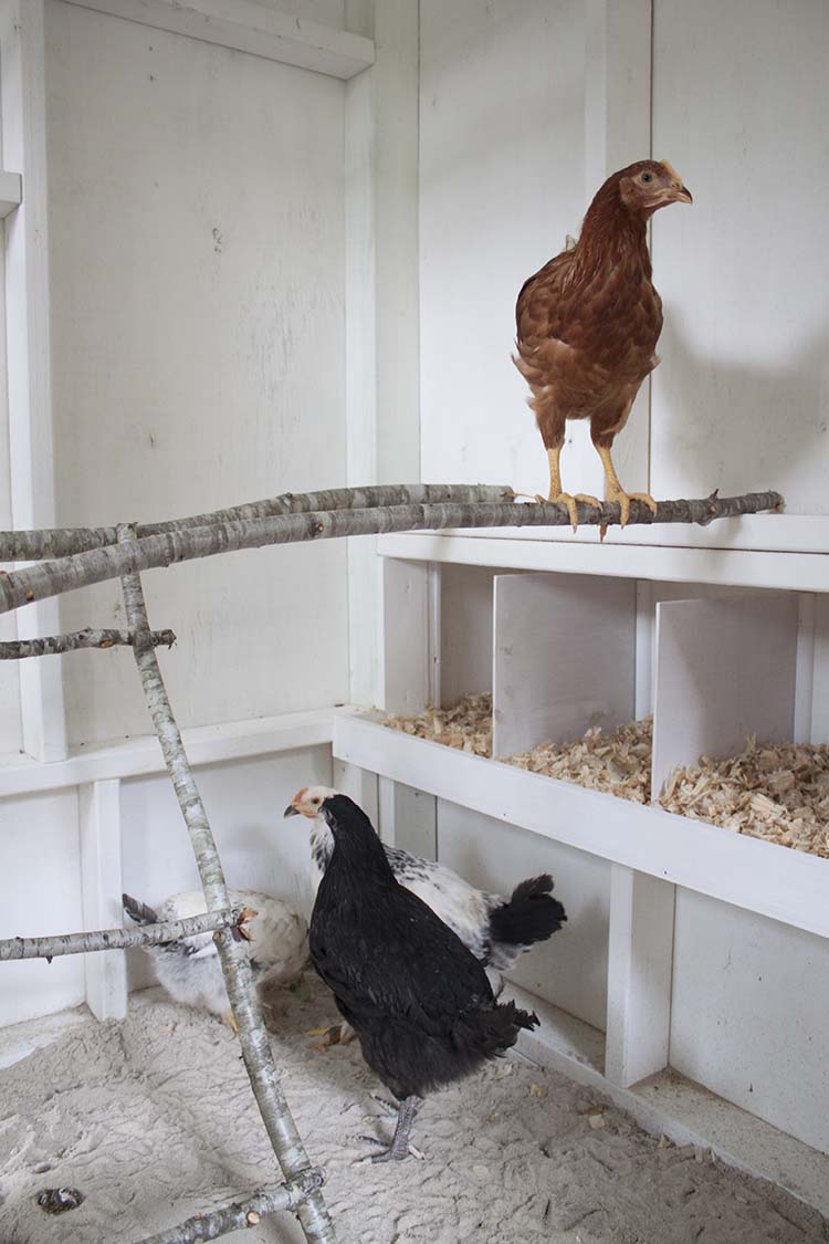 chickens roosting in new coop