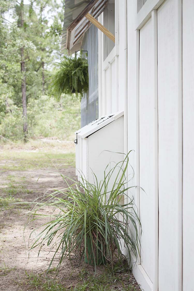 lemongrass outside chicken coop