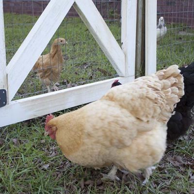 baby chick meeting older hens