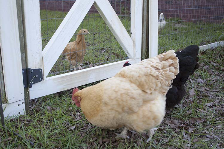 baby chick meeting older hens