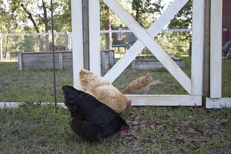 baby chick meeting older hens