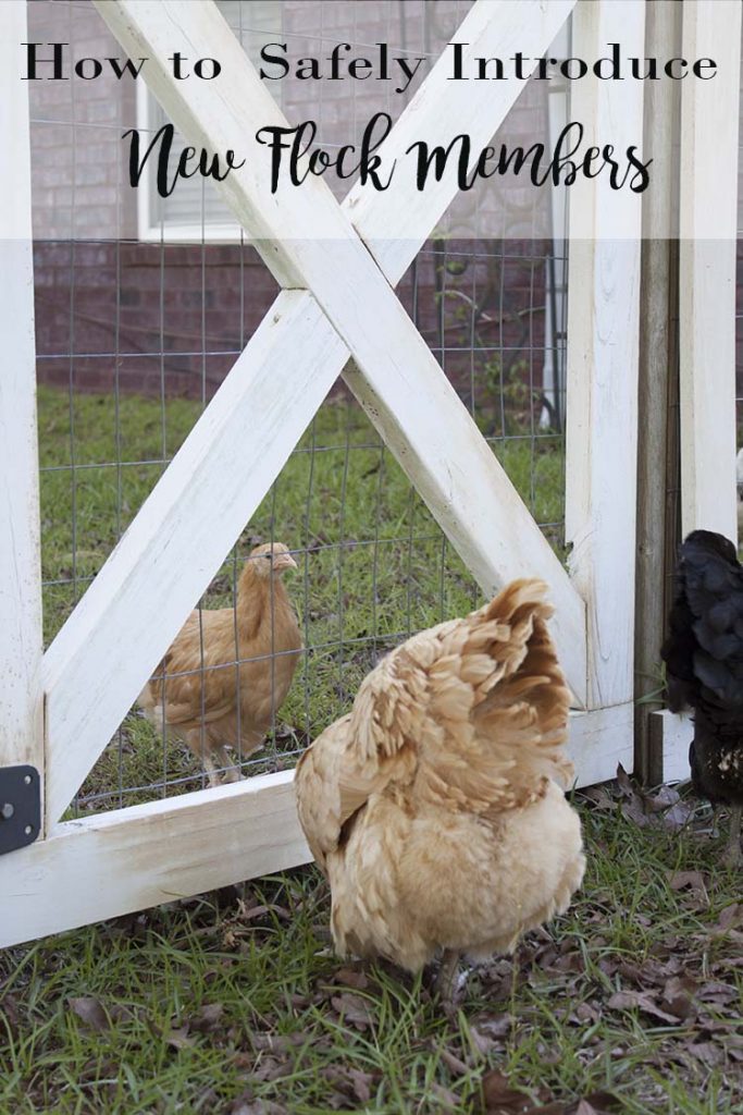 baby chick meeting older hens