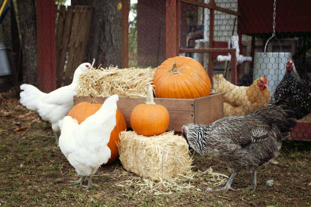 chickens and pumpkins fall