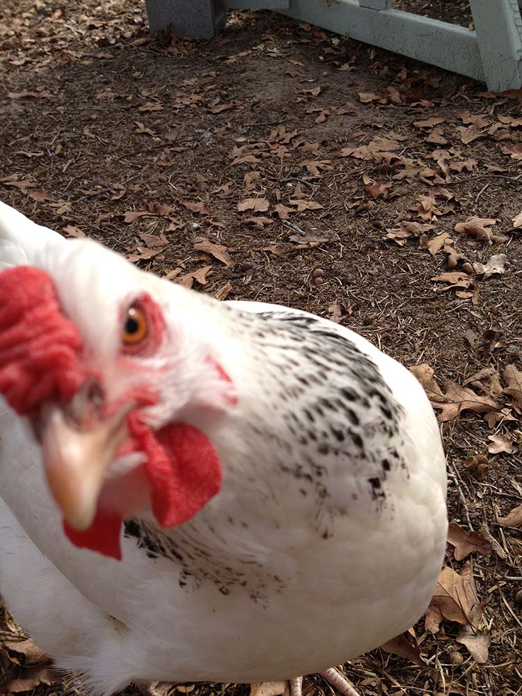 columbian wyandotte chicken