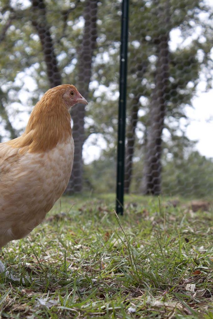 buff orpington chicken