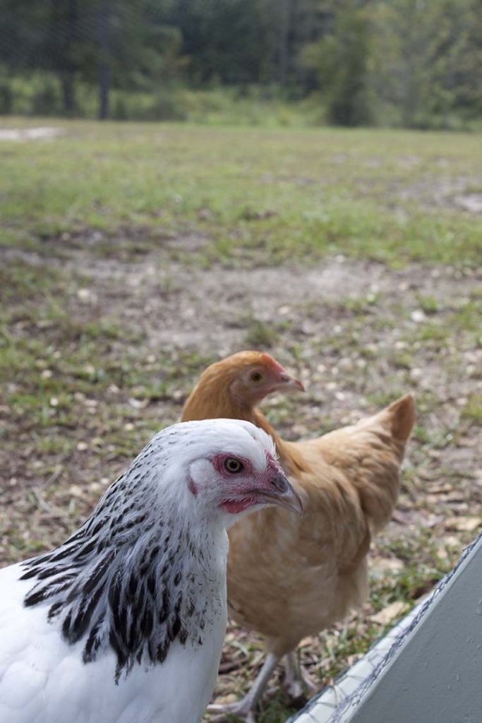 buff orpington columbian wyandotte