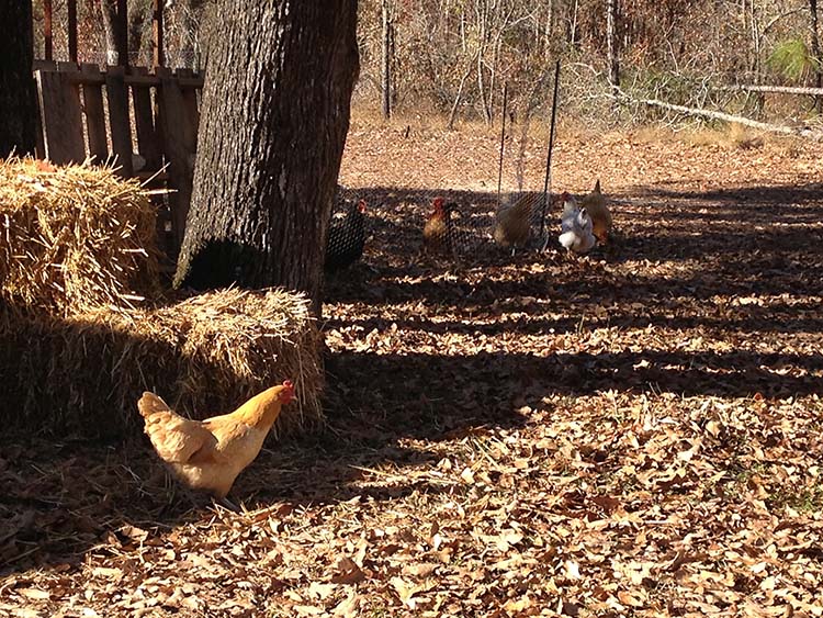 free range chickens