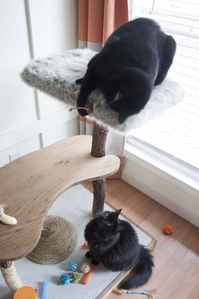 cats on diy cat tree