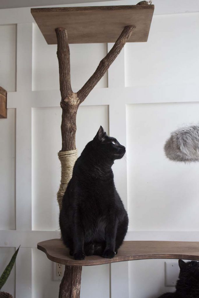 black cat on cat tree