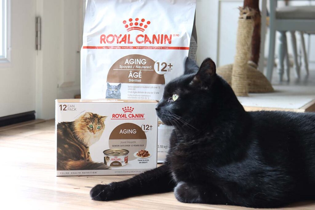 black-cat-royal-canin