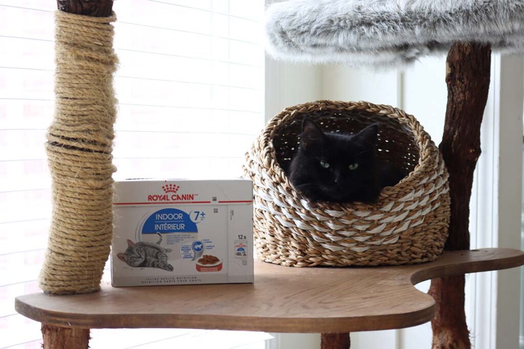 cat-basket